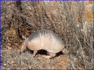 Armadillo