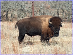 Bison Bull