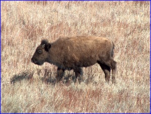 Bison Calf