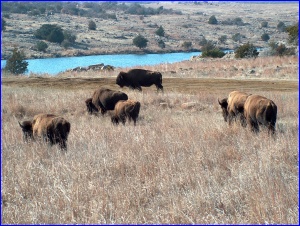 Bison Group