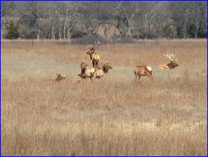 Elk Herd