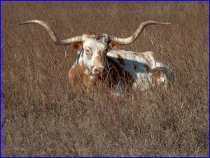 Longhorn