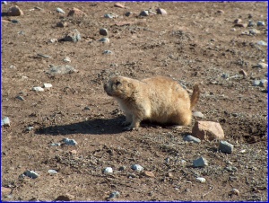 Prairie Dog