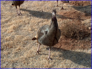 Turkey