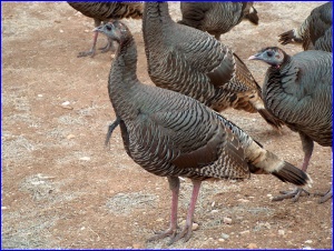 Wild Turkeys