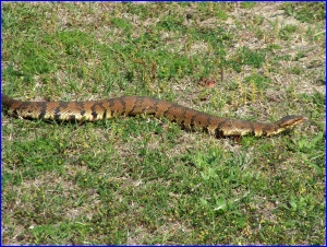Possibly a hognose snake?