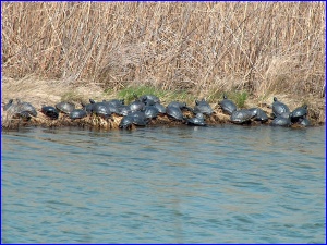 Lotsa Turtles