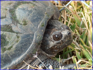 Snapping Turtle Face