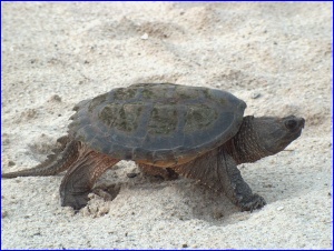 Snapping Turtle walking