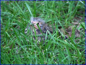 Baby Red-Winged Blackbird