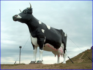 New Salem Sue, the world's largest holstein