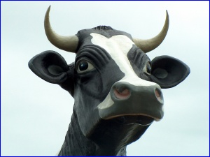 Sad to say, the world's largest holstein is NOT in Wisconsin