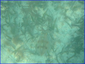 Cuttlefish