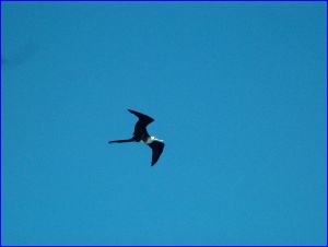 Frigatebird