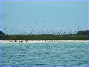 Sooty Terns