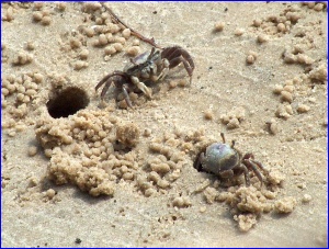 Fiddler Crabs