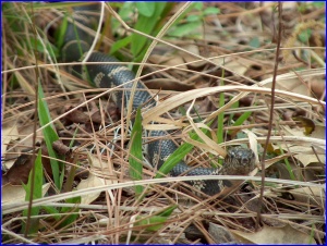 Eastern Kingsnake