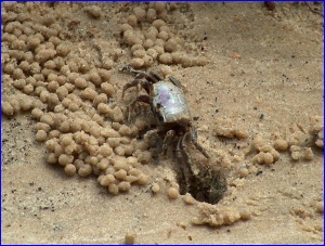 Fiddler Crab