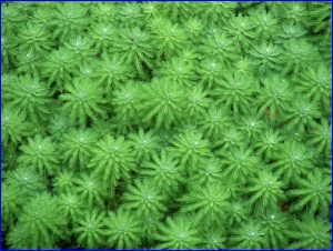 Green pond foliage