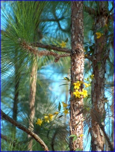 Yellow Jessamine