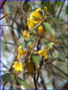 Jessamine Closeup