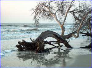 A tree that lost the battle
