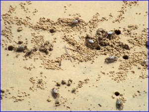 Lots of Filddler Crabs