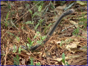 Northern Black Racer