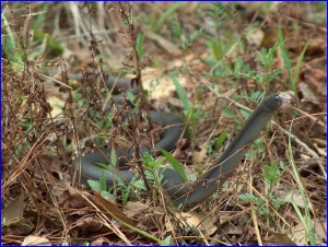 Northern Black Racer 2