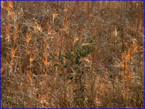 Orange Grass