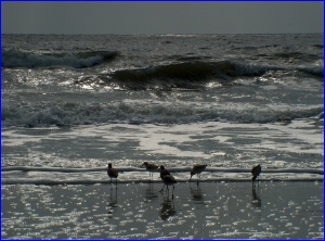 Willets