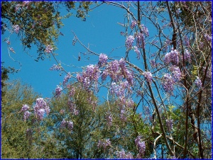 Wisteria