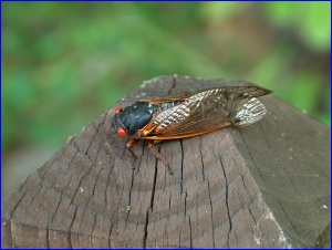 Cicada