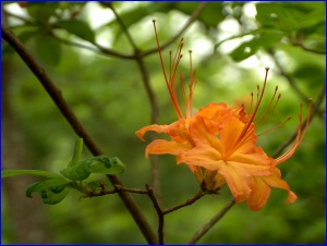 Flaming Azalea