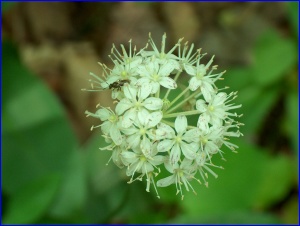 Globe Flower