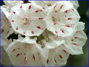 Mountain Laurel