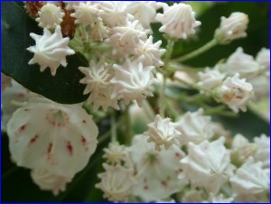 Mountain Laurel Buds