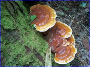 Orange Brachts