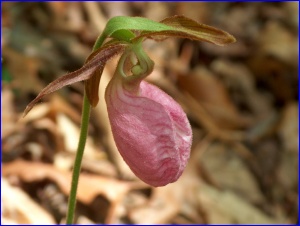Pink Lady's Slipper