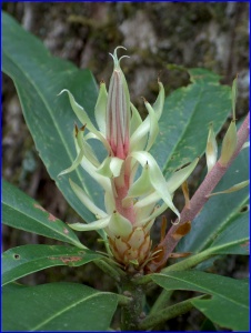 Rhododendron