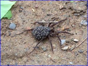 Spider with Eggs