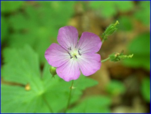 Wild Geranium