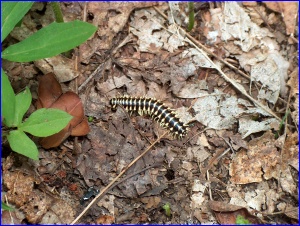 Yellow Centipede