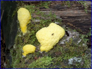 Yellow Goo