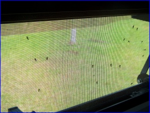 16 mosquitos on one screen