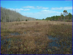 3 Ecosystems at Corkscrew