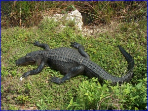 Alligator