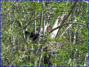 Anhinga Nest