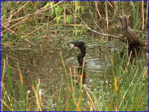 Anhinga With Fish