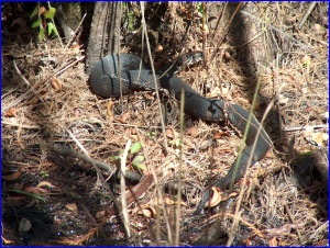 Banded Water Snake